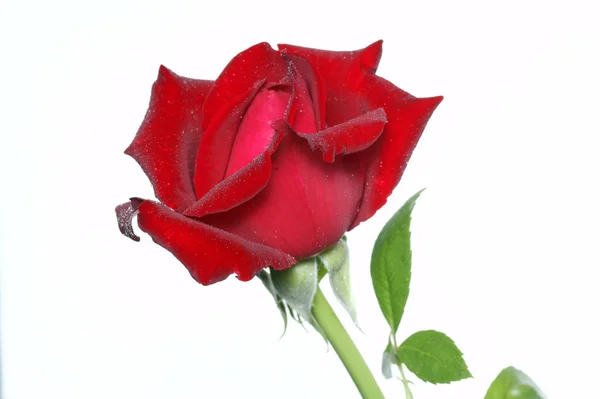 Rose on a white background — Stock Photo, Image