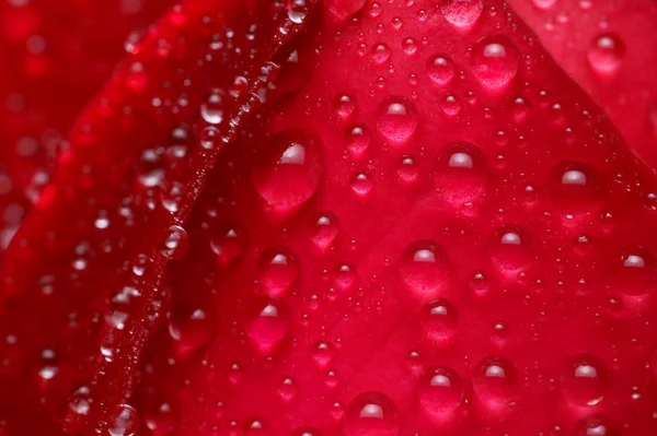 Rose drops background — Stockfoto