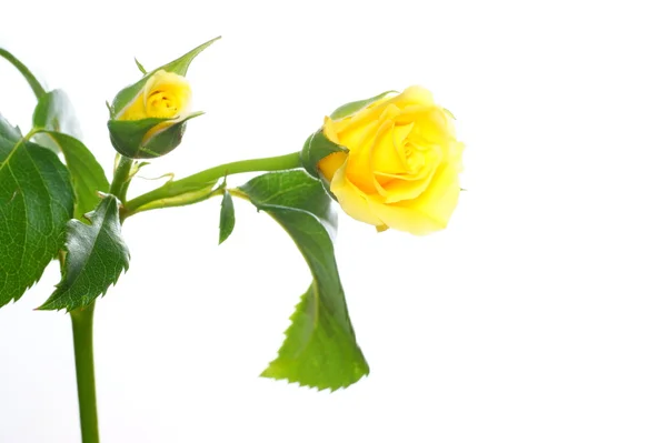 하얀 배경에 노란색 장미가 피었다 — 스톡 사진