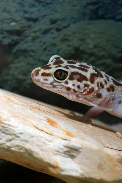 Gecko de leopardo — Fotografia de Stock