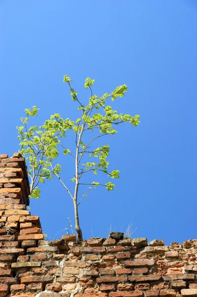 Alleen boom op de muur - blauwe hemel — Stockfoto