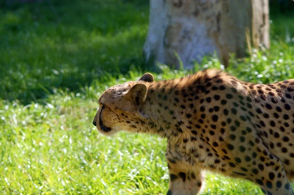 Gepard portret, (acinonyx jubatus) — Zdjęcie stockowe