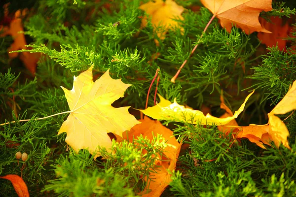 Hintergrund Gruppe Herbst orange Blätter Outdoor — Stockfoto