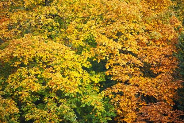 Background group autumn orange leaves Outdoor — Stock Photo, Image