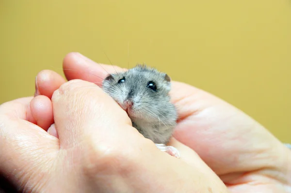Dwarf hamster feeling safe in caring hands. — Stock Photo, Image