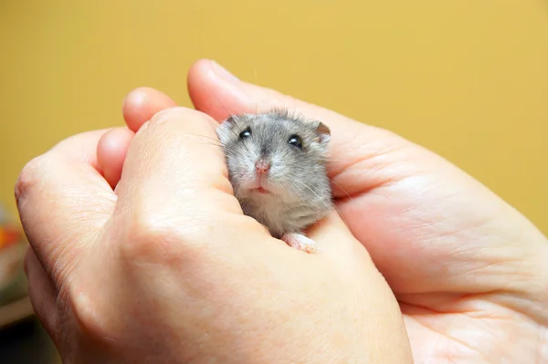 Hamster in hand — Stock Photo, Image