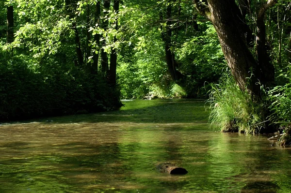 Река в зеленом лесу — стоковое фото