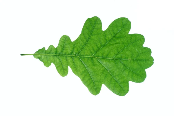 Green oak leaf on white background — Stock Photo, Image