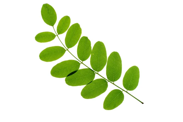 Green lacacia eaf on white background — Stock Photo, Image