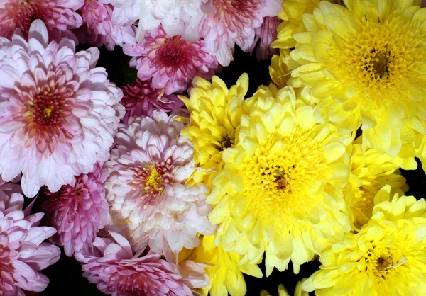 背景の菊の花のクローズ アップ — ストック写真