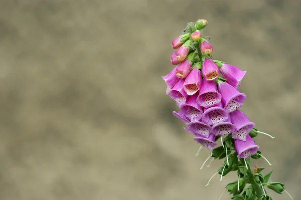 Close-up van bellflowers over de grijze achtergrond — Stockfoto