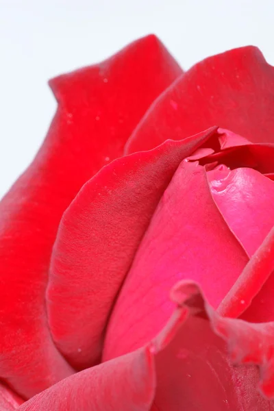 Rosa rossa e gocce d'acqua macro — Foto Stock