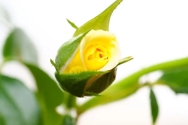 Rosa gialla su sfondo bianco — Foto Stock