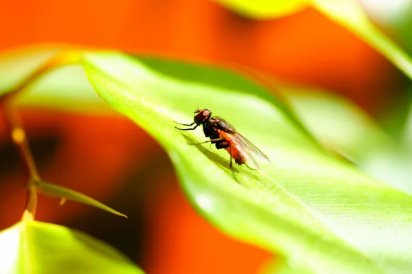 Mosca preguiçosa em laranja e folha de fundo verde — Fotografia de Stock