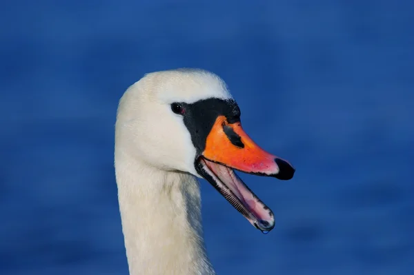 Cigno su sfondo blu — Foto Stock