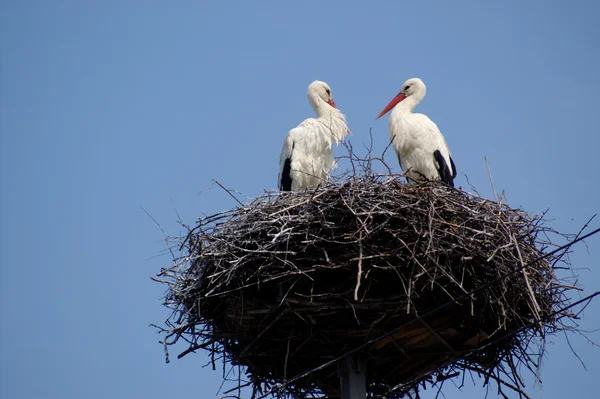 Two white storks — Stock Photo, Image