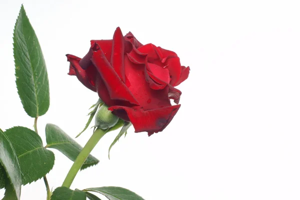 Rose on a white background — Stock Photo, Image