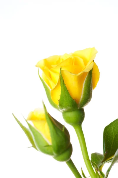 白色背景上的黄色玫瑰 — 图库照片