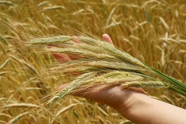 Hands and wheat — Stock Photo, Image