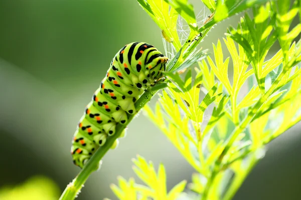 自然背景上的绿色毛毛虫 — 图库照片