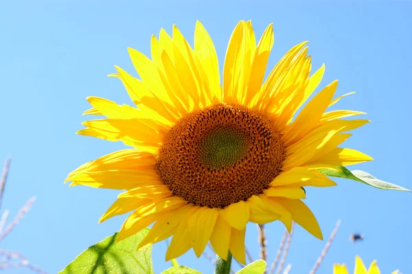 Zonnebloem met een leaf - duidelijk zomer blauwe hemel — Stockfoto