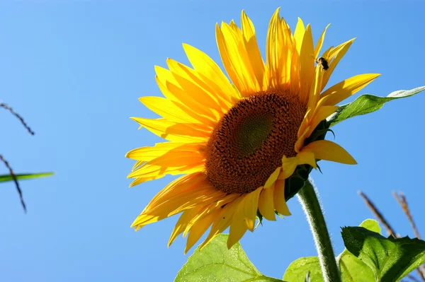 Sonnenblume mit Blatt - strahlend blauer Himmel — Stockfoto