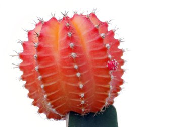 Red Cactus on a white background clipart