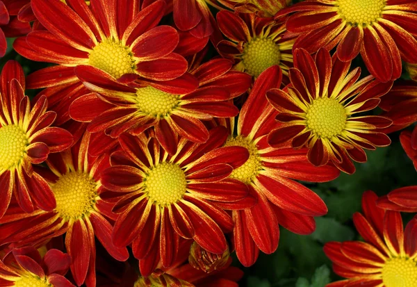 Detail červené květy na pozadí — Stock fotografie