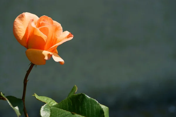 Primo piano di fiore - rosa arancione — Foto Stock