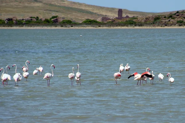 Flamingos — Stock fotografie