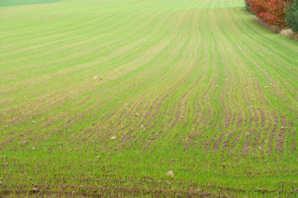 グリーン提出冬の穀物の作物の背景 — ストック写真