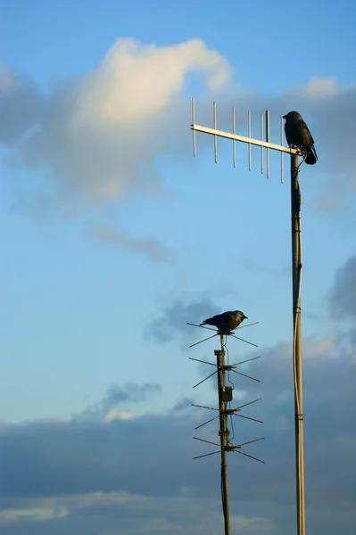 坐在天线上的乌鸦 — 图库照片