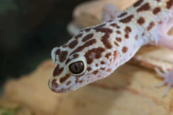 Леопардовый геккон — стоковое фото