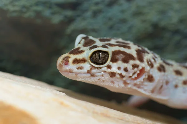 Leopard gecko — Stock Photo, Image