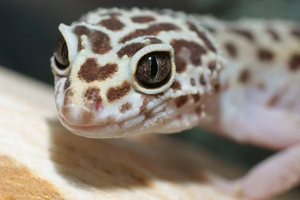 Leopard gecko — Stockfoto