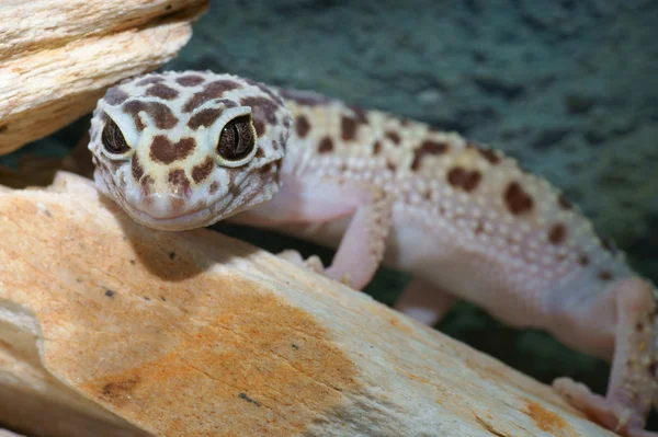 Leopard gecko — Stock Photo, Image