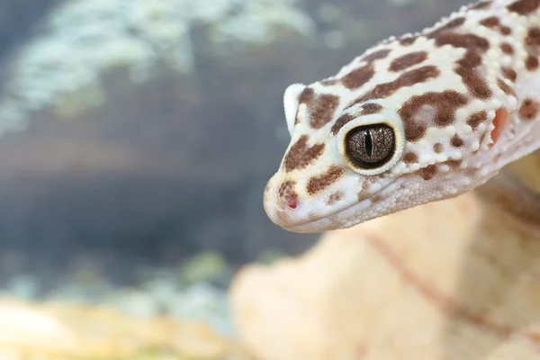 Leopard gecko — Stock Photo, Image