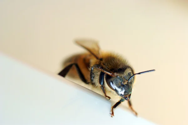 Eine Honigbiene — Stockfoto