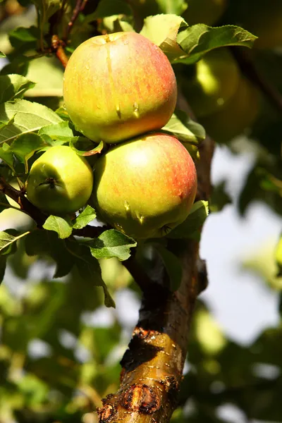 Ripe, beautiful apples on the branches of apple tree — Stock Photo, Image