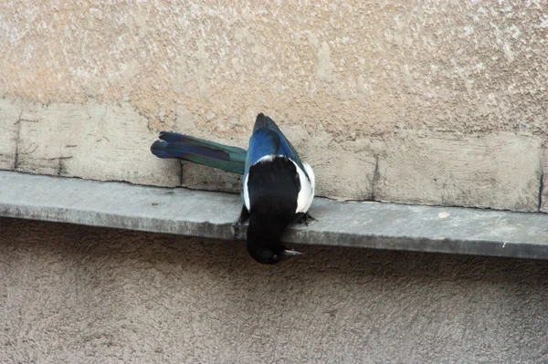 Pájaro sobre un fondo de una pared de piedra — Foto de Stock