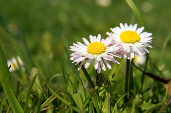 Close-up of daisy flower growing in grass — Stock Photo, Image