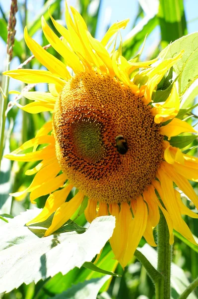 Sonnenblume mit Blatt - strahlend blauer Himmel. — Stockfoto