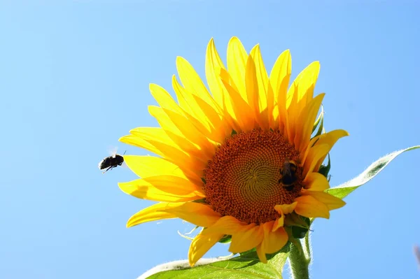 Zonnebloem met een leaf - duidelijk zomer blauwe hemel. — Stockfoto