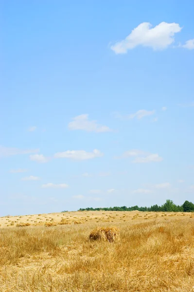 在小麦的字段-收获-蓝色天空的干草堆 — 图库照片