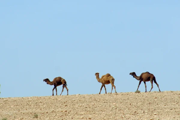 Camelos na frente de um céu azul — Fotografia de Stock