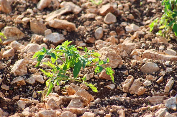 Tomato plant, green branch — Stock Photo, Image