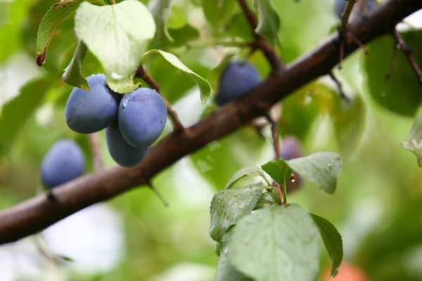 Mogen violett plommon på gren — Stockfoto