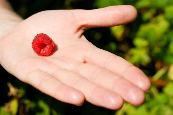 Forest raspberry on the woman hand — Stock Photo, Image