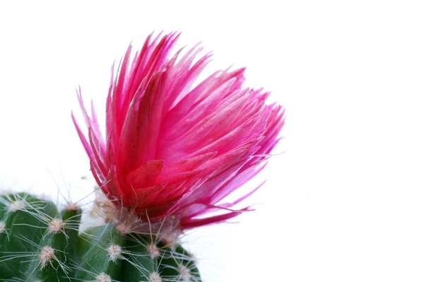 Cactusbloem — Stockfoto