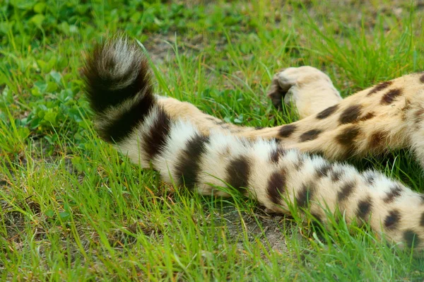 Gepard wedelte mit dem Schwanz — Stockfoto